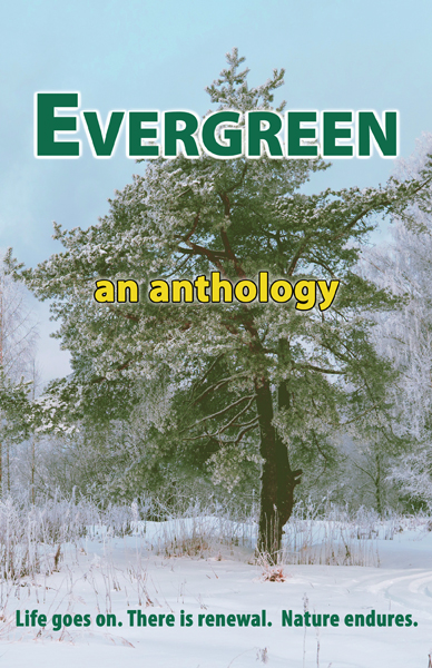 Evergreen Medium